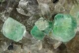Apple-Green Fluorite Crystals with Smoky Quartz - Fluorescent! #348144-2